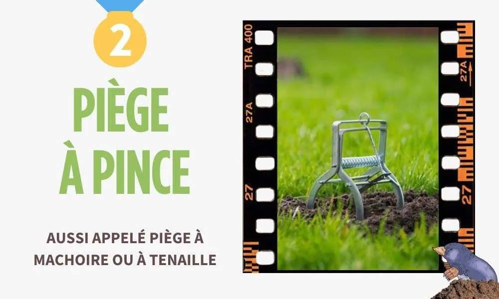 Piège à pince pour se débarrasser des taupes, aussi appelé piège à mâchoire ou à tenaille, solution anti-taupe pour éliminer les taupes.