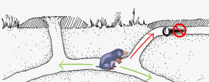 Diagramme montrant une taupe dans un tunnel souterrain et une solution anti-taupe avec des flèches indiquant l'utilisation d'un piège à taupe pour se débarrasser des taupes.