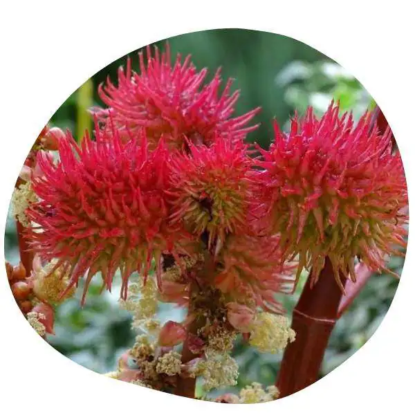Plante avec des fleurs rouges utilisées pour se débarrasser des taupes, détaupeur, quicktaupe, solution anti-taupe, faire fuir les taupes, piège à taupe, anti-taupe, éliminer les taupes, tuer les taupes.