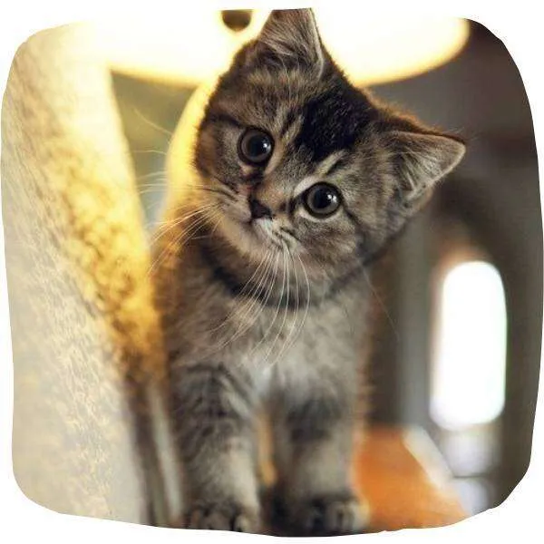 Chaton gris avec une expression curieuse, posé sur un canapé éclairé.