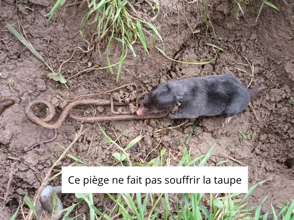 Piège à taupe putange : Élu meilleur piège à taupe 2024