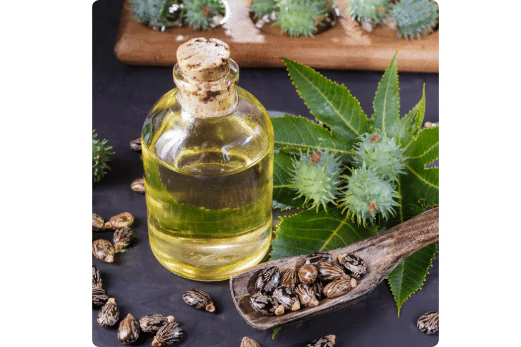 Bouteille d'huile de ricin, graines et feuilles de ricin sur une table en bois, utilisées pour des solutions anti-taupe, détaupant, quicktaupe, pour se débarrasser des taupes et éliminer les taupes.