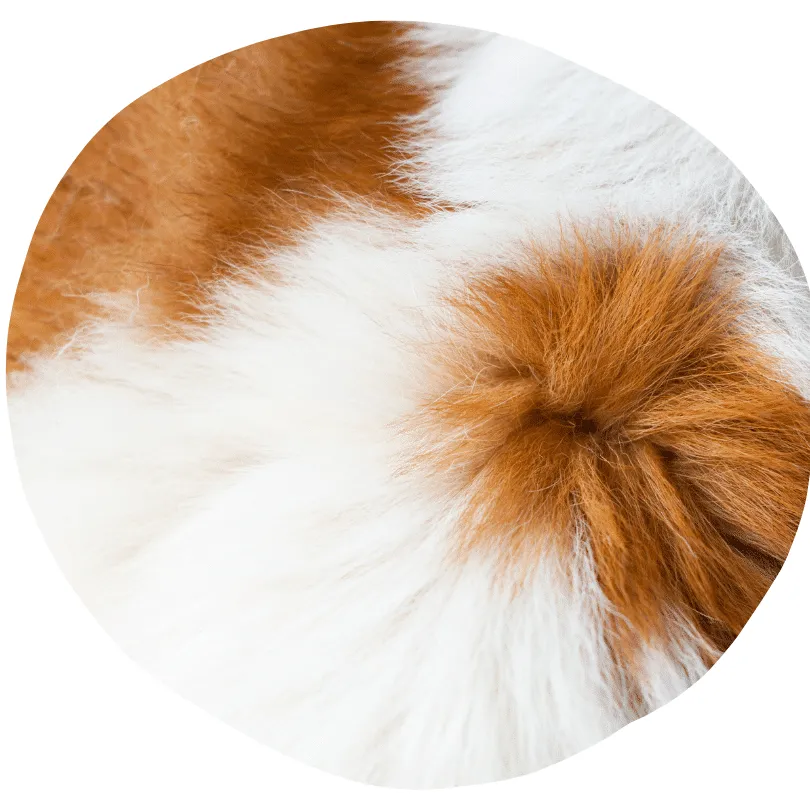 Fourrure de couleur blanc et brun, poils longs et denses, solution anti taupe, se débarrasser des taupes, faire partir les taupes, détaupeur, detaupeur, quicktaupe, tuer les taupes, éliminer les taupes, faire fuir les taupes, piège à taupe, anti-taupe.