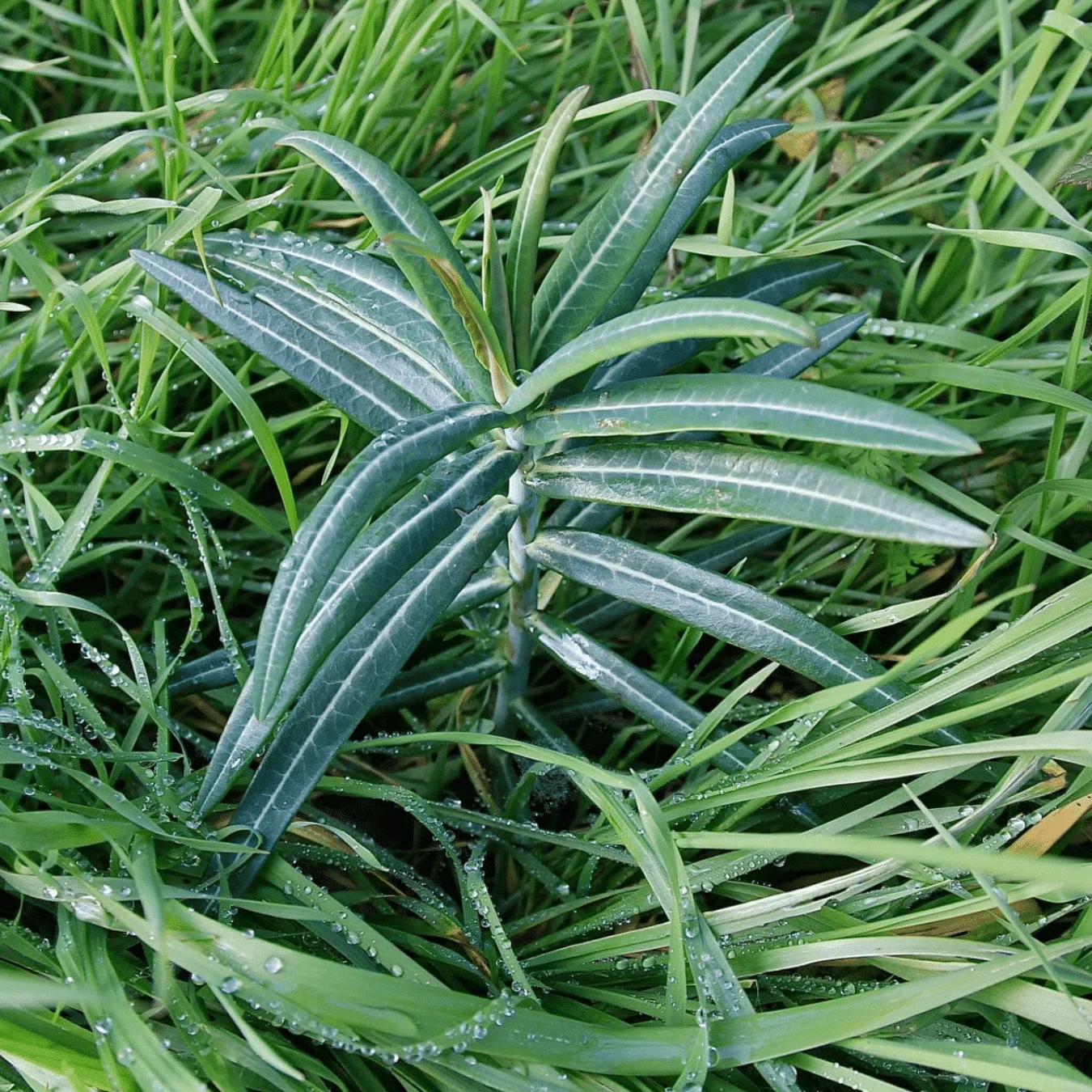Plante anti-taupe dans l'herbe mouillée, une solution naturelle pour se débarrasser des taupes, faire fuir les taupes, éliminer les taupes, et lutter contre les taupes sans détaupeur, piège à taupe, quicktaupe ou anti-taupe chimique.