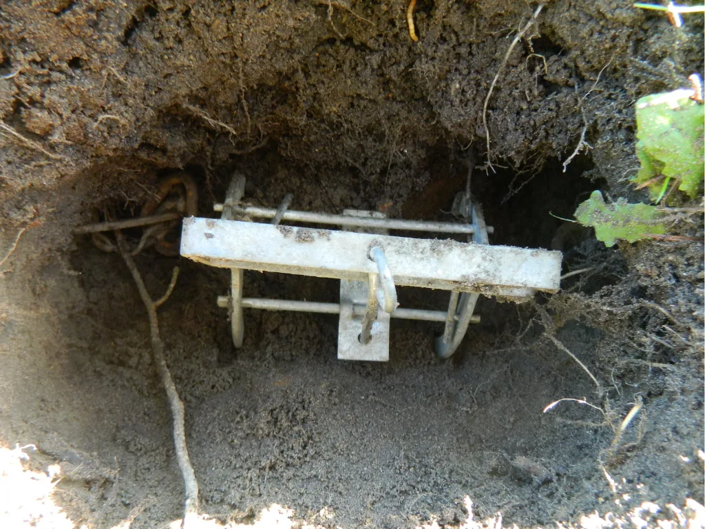 photo de piégeage des taupes avec le piège à taupe à pince photo prise par quicktaupe