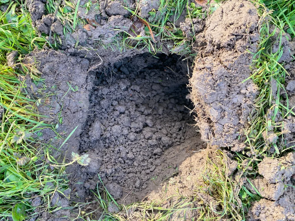 Remède de grand-mère pour tuer les taupes : +5 anti-taupe !