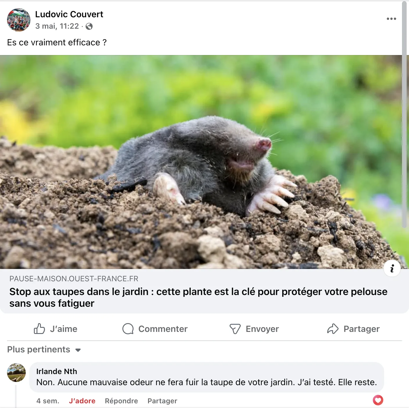 Comment chasser les taupes ? 6 solutions fréquentes