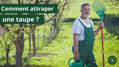 Comment attraper une taupe ? 5 étapes simples avec le putange