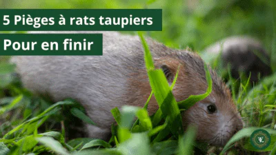 Piège à rat taupier : Les 5 meilleurs pièges anti rats-taupiers !