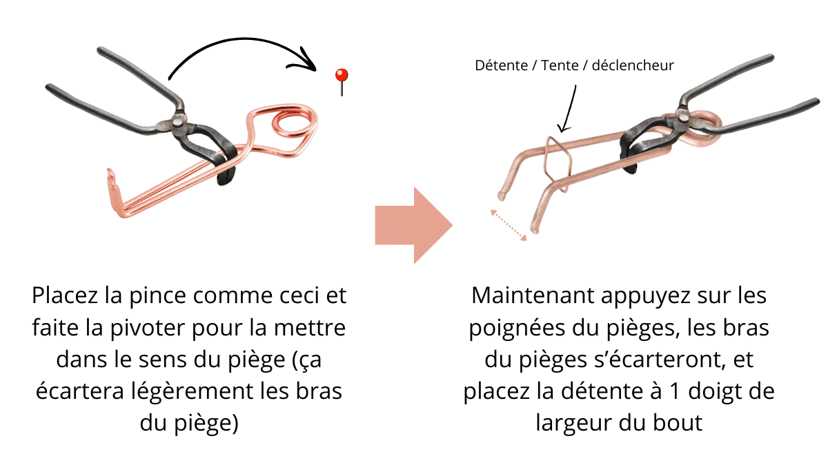 Comment attraper une taupe ? 5 étapes simples avec le putange