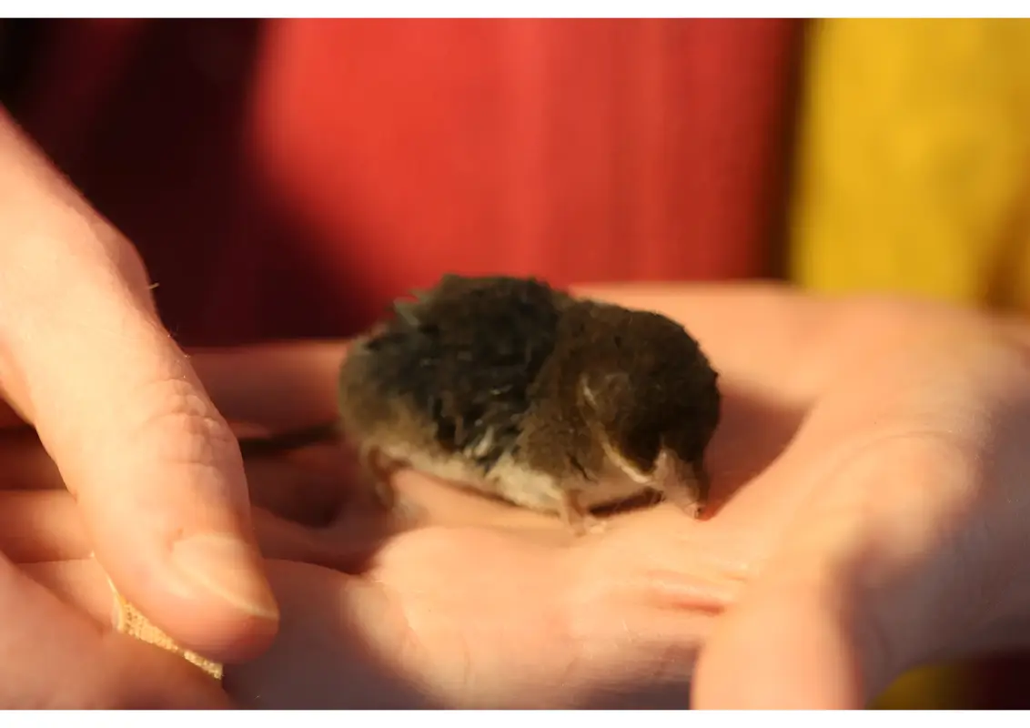 Photo de bébé taupe quelques semaines après sa naissance