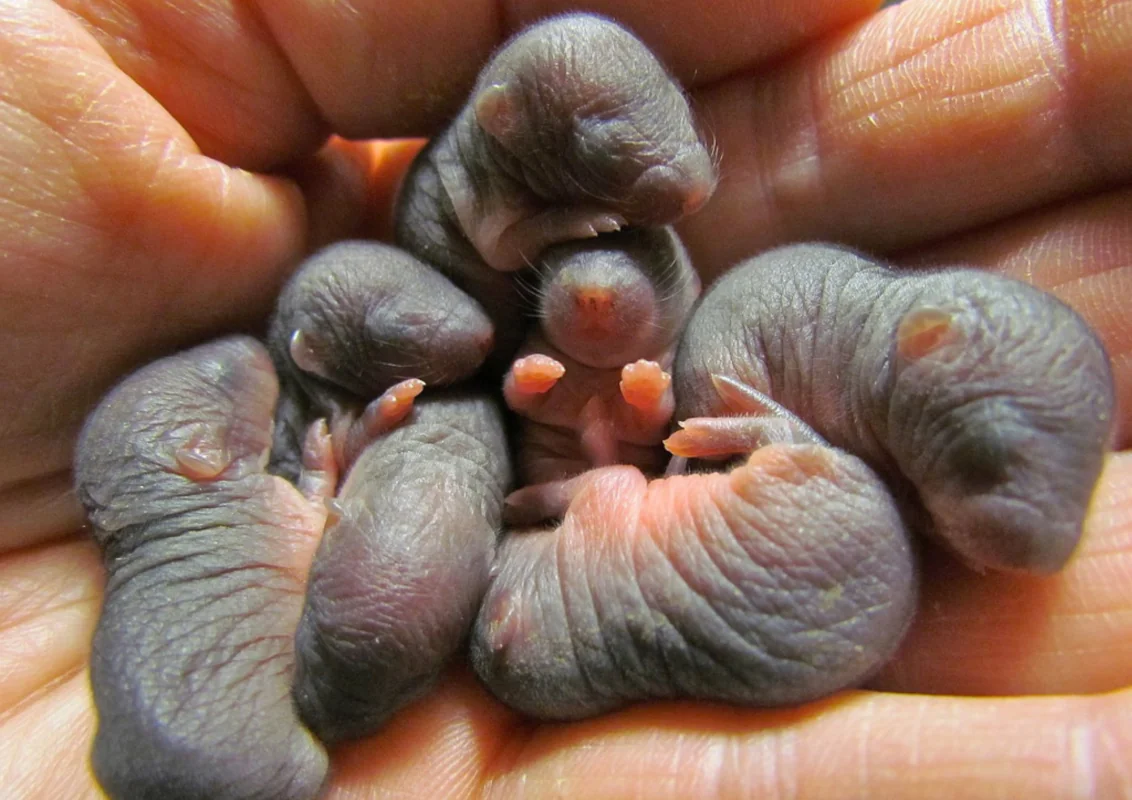 Photo de bébés taupes très jeune après la naissance