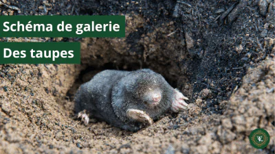 Schéma de Galerie des taupes : Comprendre, identifier et gérer les réseaux souterrains