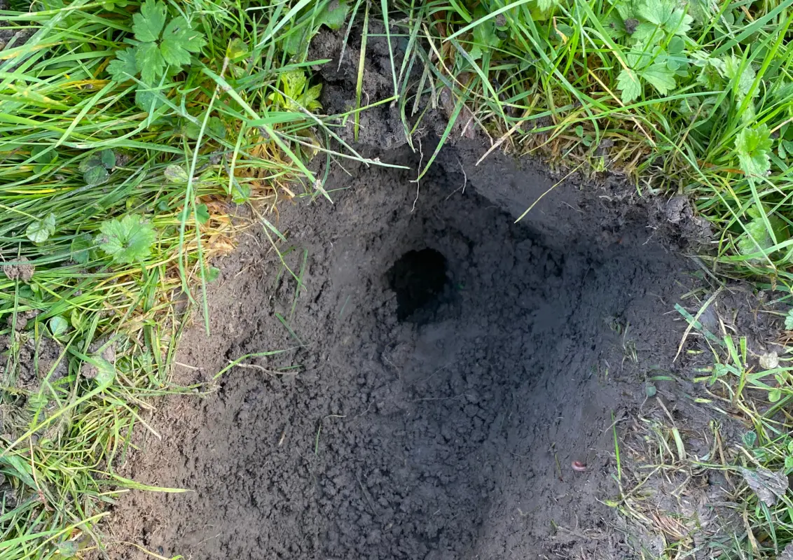 Combien de taupes par galerie ? Savoir combien de taupes sont dans mon jardin