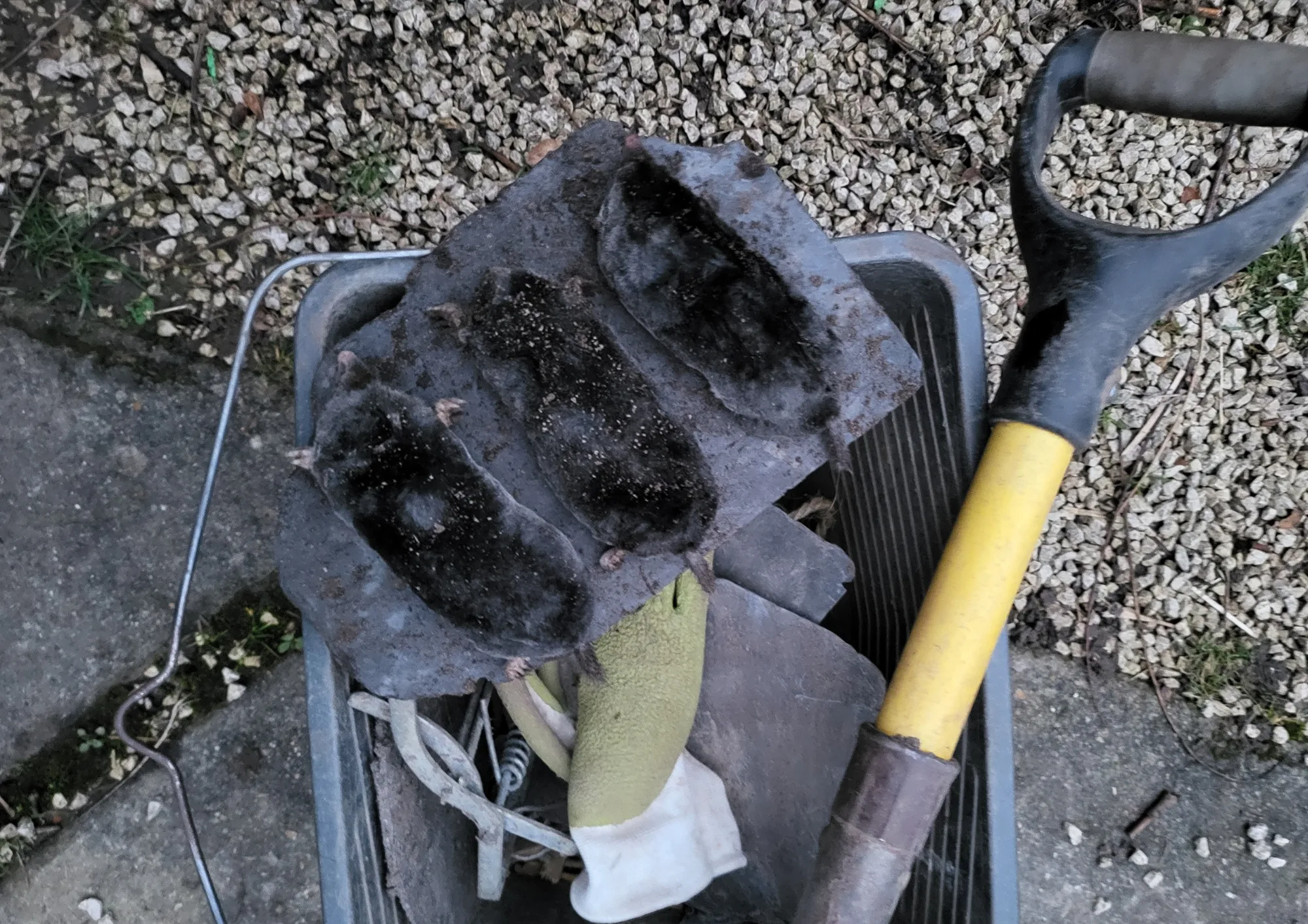 Combien de taupes par galerie ? Savoir combien de taupes sont dans mon jardin