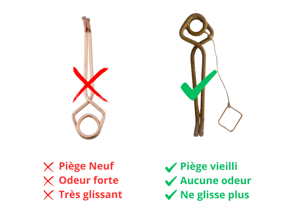 Comment poser un piège à taupe Putange : Guide complet 2025