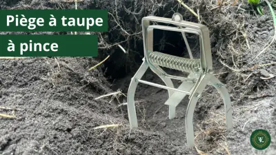 Piège à pince ANTI TAUPE : Ce que vous devez savoir avant d’acheter