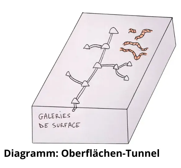 Wühlmaus-Gangsystem: Verstehen, identifizieren und verwalten der unterirdischen Netzwerke