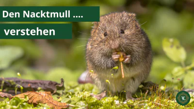 Wühlmäuse: Wühlmäuse erkennen und loswerden!