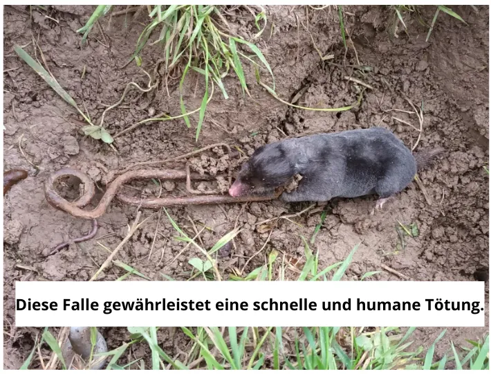 Quicktaupe Putange Wühlmausfalle: Zur besten Wühlmausfalle 2024 gekürt