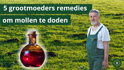 5-mollen-remedies-werken-ze-echt-quicktaupe.png