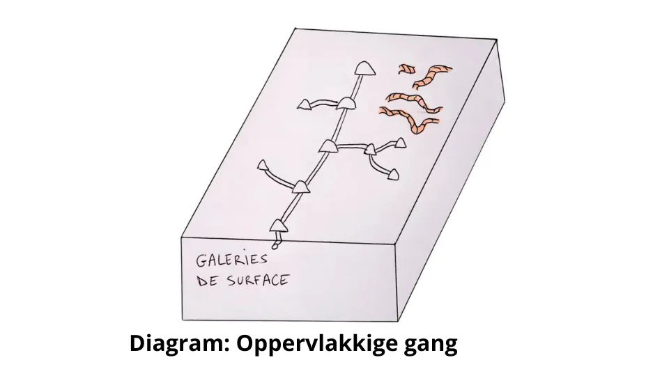 Het gangenstelsel van de mol: De ondergrondse netwerken begrijpen, herkennen en aanpakken