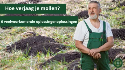 Comment chasser les taupes ? 6 solutions fréquentes