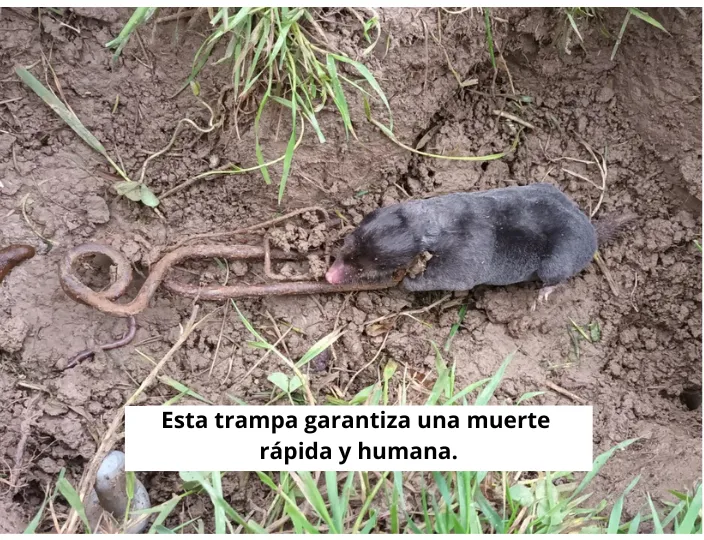 Trampa Putange para topos: Elegida como la mejor trampa para topos de 2024