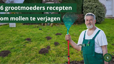Recette de grand mère pour se débarrasser des taupes – Les 6 remèdes anti taupes !