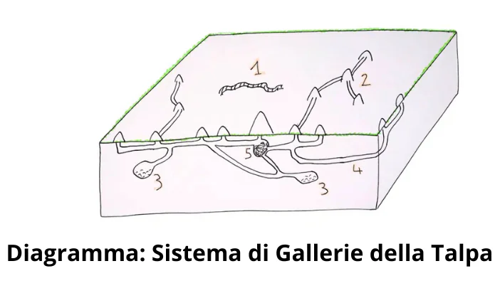 Schema delle Gallerie della Talpa: Capire, Identificare e Gestire le Reti Sotterranee