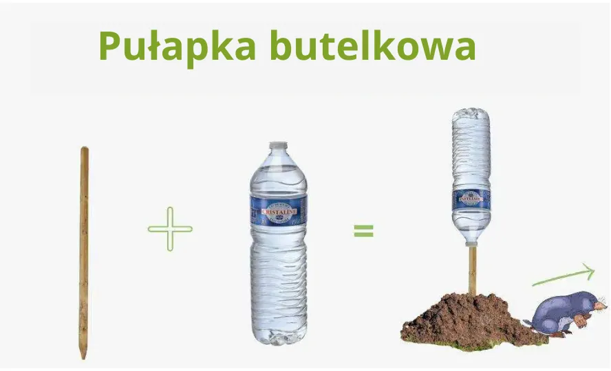 Jaki kupić kretowy pułapkę? Najlepsze pułapki na krety na rynku w 2025 roku