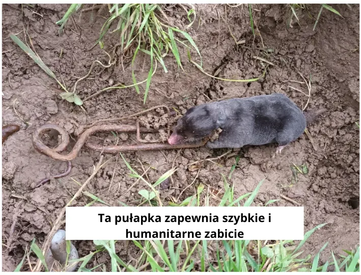 Pułapka Putange na krety: Wybrana najlepszą pułapką na krety 2024!
