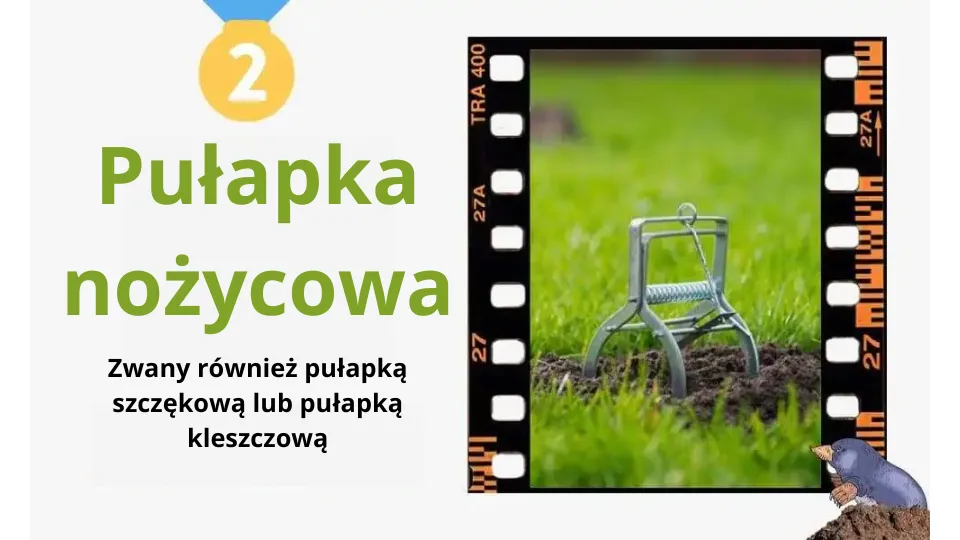Jaki kupić kretowy pułapkę? Najlepsze pułapki na krety na rynku w 2025 roku