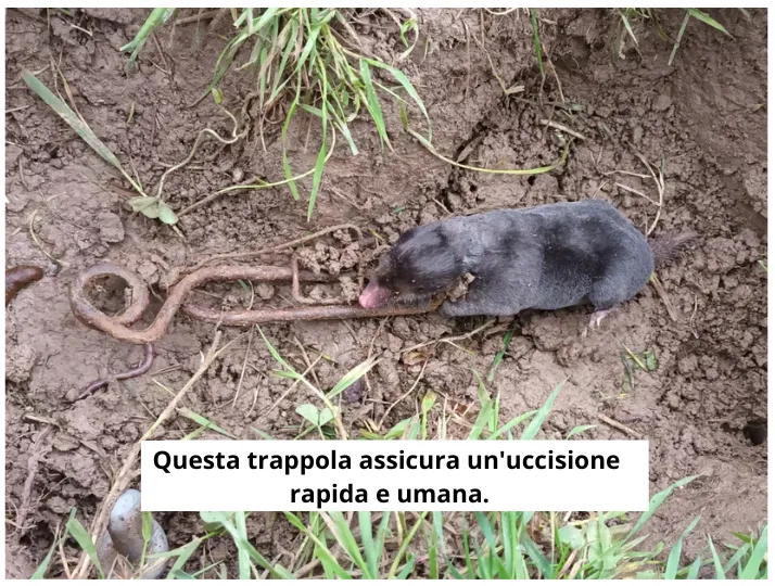 Trappola Putange: Eletta Migliore del 2024