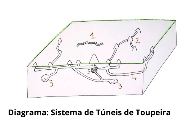 Esquema de Galeria das Toupeiras: Compreender, identificar e gerir as redes subterrâneas