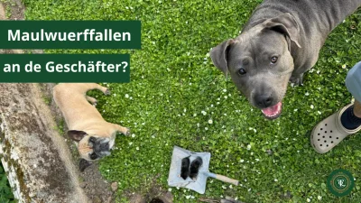 Wühlmausfalle aus dem Baumarkt: Welche funktioniert wirklich? Vergleich und Test 2025
