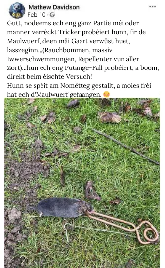 Wullmausfänker-Expert: Déi richteg Fal, fir mat de Wullmëis Schluss ze maachen?