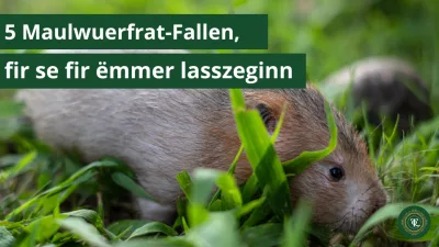 Schermausfalle: Die 5 besten Fallen gegen Schermäuse!