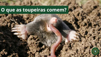 Que mange la taupe ? L&rsquo;alimentation des taupes et leur nourriture préférée