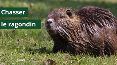 Chasse au ragondin : Méthodes pas à pas et règlementation
