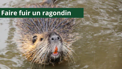 Comment faire fuir un ragondin ? Guide pour protéger vos berges et vos cultures