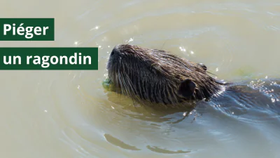 Comment piéger un ragondin ? Guide complet du piégeage du ragondin